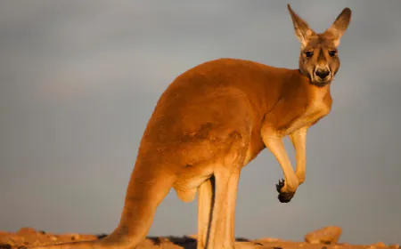 Scientists say they've produced world's first IVF kangaroo embryo