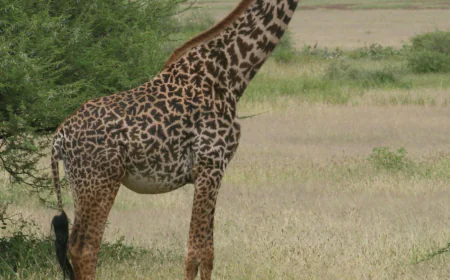 How many giraffe species are in Africa? New scientific analysis quadruples the count