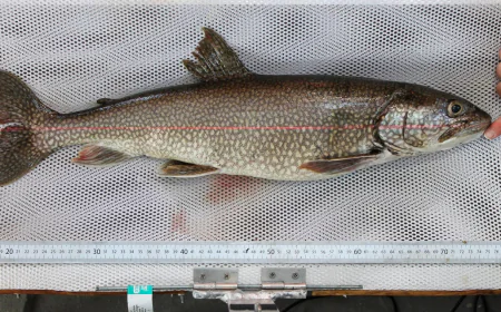 62-year-old fish thought to be oldest-ever trout found in Great Lakes