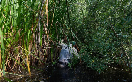 The call of a native frog is heard again in Southern California