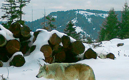 Drones blasting AC/DC, Scarlett Johannson help biologists protect cattle from wolves