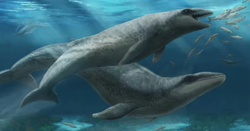 New species of "deceptively cute" ancient whale found on beach