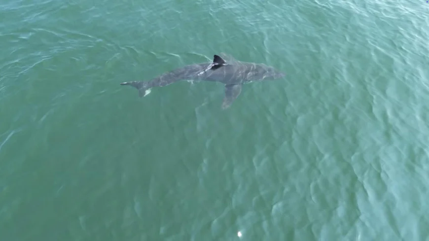 Great white sharks head north, following seals and alarming beachgoers