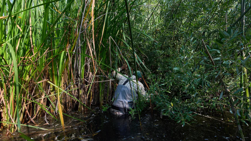 The call of a native frog is heard again in Southern California