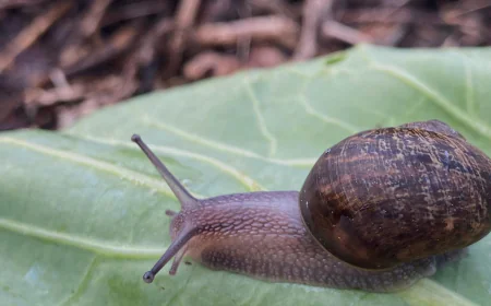 Ned is a perfectly nice snail, but a rare shell means a doomed love life