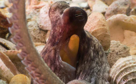 How to use 8 arms? Octopuses tend to explore with their front limbs