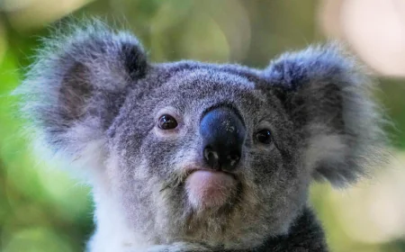 Australia approves world-first vaccine to save koalas from chlamydia