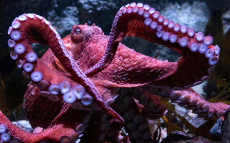 Fans bid farewell to beloved California octopus Ghost as she cares for eggs in final stage of life