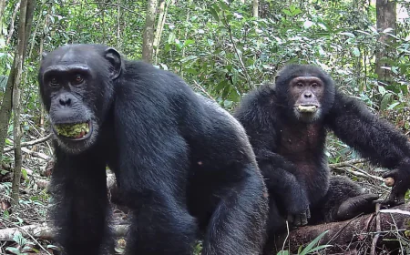 Wild chimps consume the equivalent of 2 cocktails a day, research finds