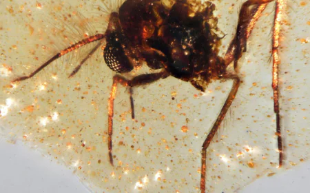 Prehistoric insects trapped in amber give glimpse into ancient life