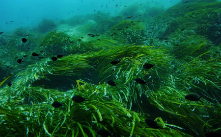 A primer on what the high seas treaty is and how it will work