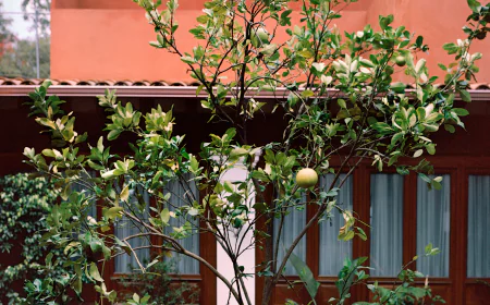 Frida Kahlo’s Prequel: A New Museum Shows Her Family Roots