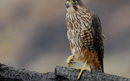 A raptor with no qualms about eating its opponents wins New Zealand's annual bird election