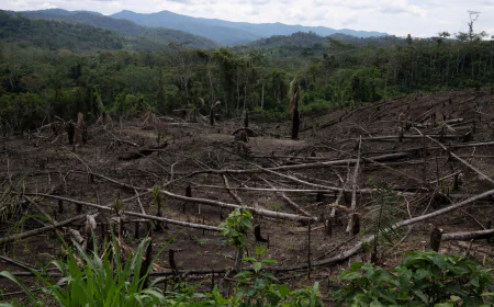 Amazon's 'flying rivers' weaken, scientists warn of worsening droughts
