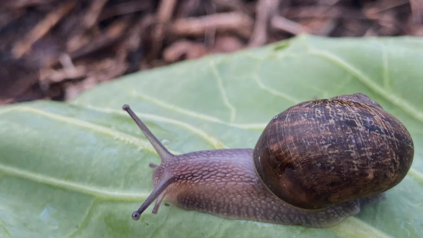 Ned is a perfectly nice snail, but a rare shell means a doomed love life