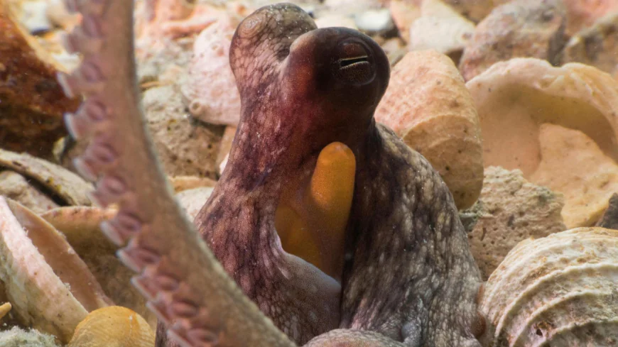 How to use 8 arms? Octopuses tend to explore with their front limbs