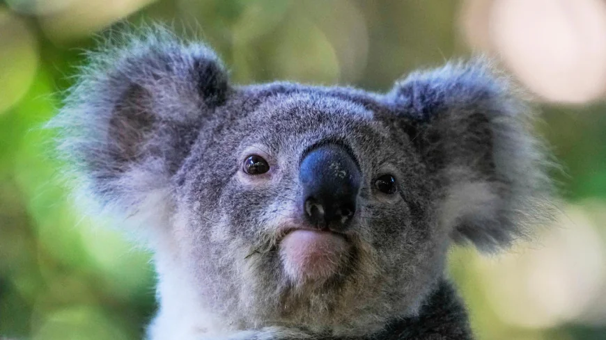 Australia approves world-first vaccine to save koalas from chlamydia
