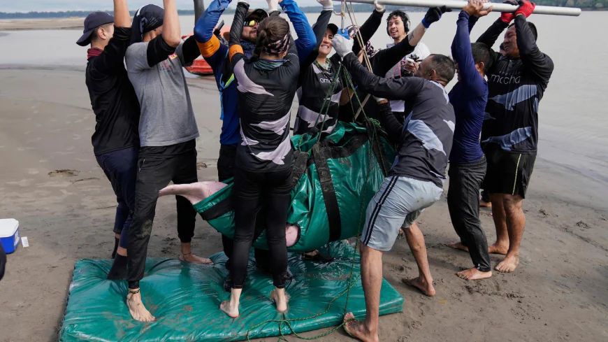 Endangered pink river dolphins face a rising mercury threat in the Amazon