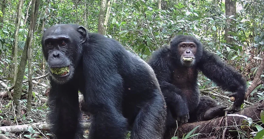 Wild chimps consume the equivalent of 2 cocktails a day, research finds