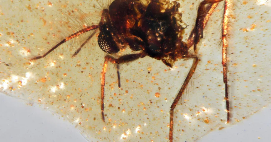 Prehistoric insects trapped in amber give glimpse into ancient life