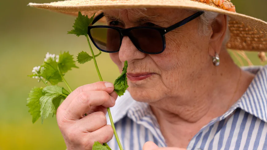 Foraging revival: How wild food enthusiasts are reconnecting with nature