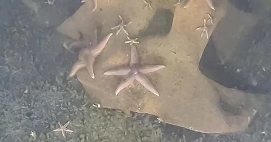 Sub discovers unexploded Nazi bombs teeming with marine life