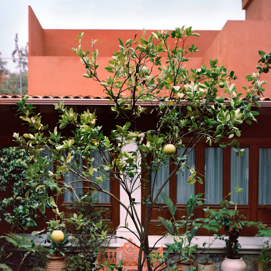 Frida Kahlo’s Prequel: A New Museum Shows Her Family Roots