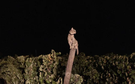 In the cool of a Portugal night, it’s time to pick the grapes