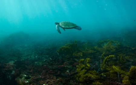 Arctic seals and more than half of bird species are in trouble on latest list of threatened species
