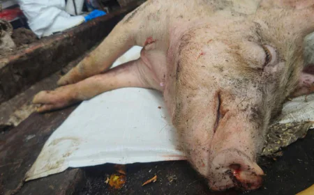 Taiwan reports its first case of African swine fever and culls scores of pigs