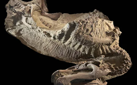Rare dinosaur mummies help scientists recreate their prehistoric lives