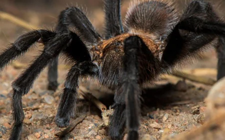Tarantulas: Why you shouldn't be afraid