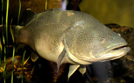 Fish named Arnie swims a record 530 miles, mostly upstream