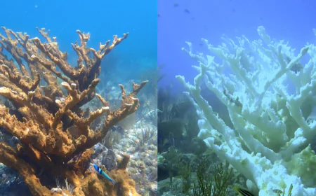 Heat wave caused key part of Florida coral reef to become "functionally extinct"
