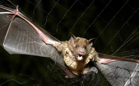 How tiny drones inspired by bats could save lives in dark and stormy conditions