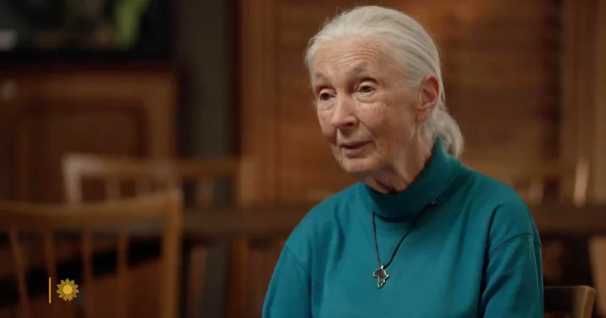 From the archives: Naturalist Jane Goodall