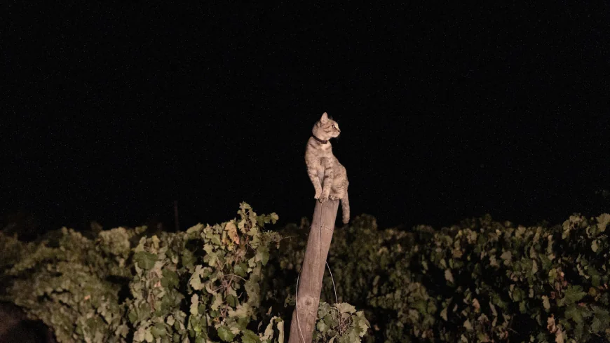 In Portugal, the cool of the night is when some vineyards harvest grapes