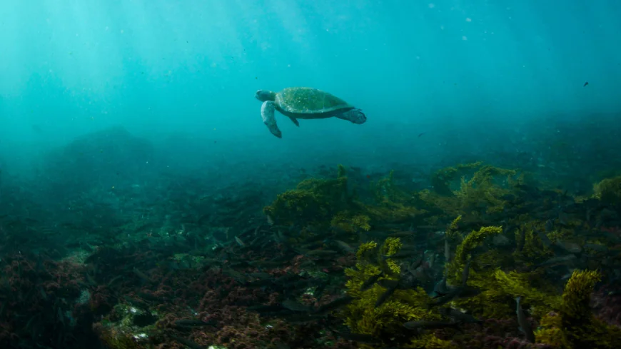 Arctic seals and more than half of bird species are in trouble on latest list of threatened species