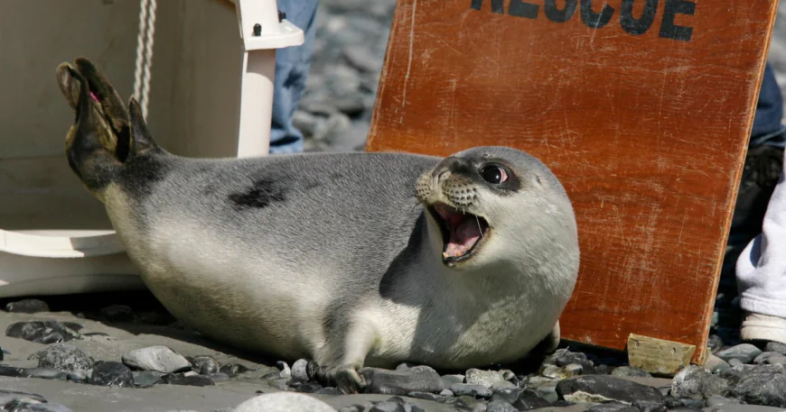 Arctic seals, most bird species on new list of threatened species