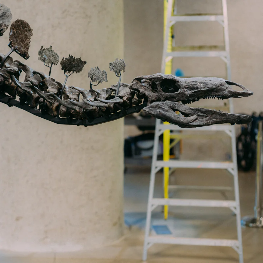 The American Museum of Natural History Moved a Giant Dinosaur. Twice.