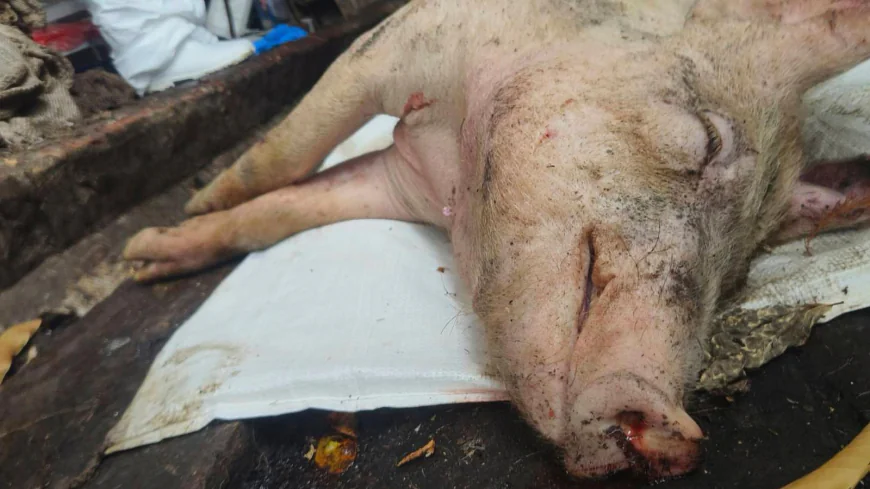 Taiwan reports its first case of African swine fever and culls scores of pigs