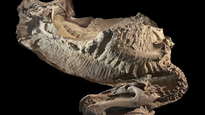 Rare dinosaur mummies help scientists recreate their prehistoric lives