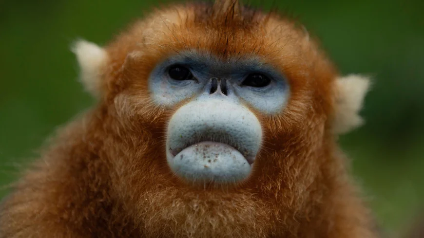 China's rare golden monkeys debut at European zoos, a possible successor to 'panda diplomacy'