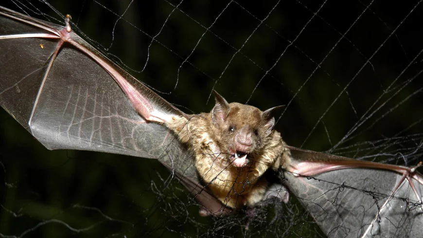 How tiny drones inspired by bats could save lives in dark and stormy conditions