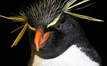 Much like a nursing home, penguins at a Boston aquarium can age with dignity
