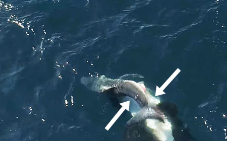 Videos show orcas flipping great white sharks and eating their livers