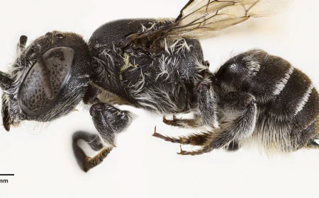 Scientists discover new "lucifer" bee with devil-like horns
