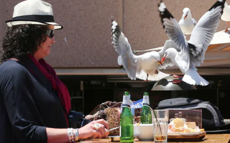 Seagulls more likely to leave you alone if you shout at them, researchers say