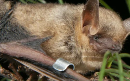 "White nose syndrome" killing millions of bats in North America