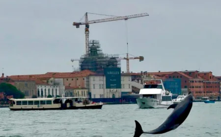 Venice’s newest marvel is a wild, acrobatic dolphin. His refusal to leave puts him in danger